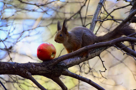 red squirrel and red apple on forest background wildlifeの写真素材
