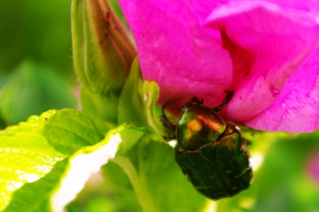 Little, green beetle sitting on a petal of wild rose during sunny weatherの写真素材