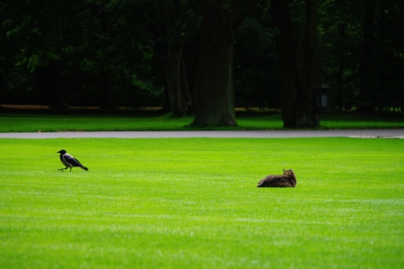 The cat tries to catch the raven in a sunny afternoonの写真素材