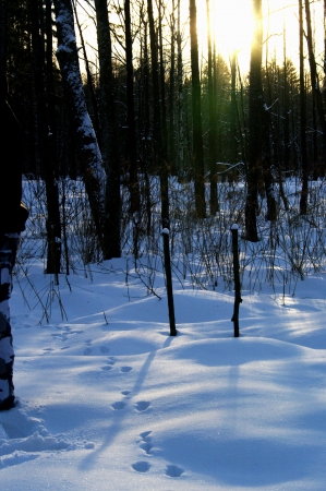 traces of the animal on a snowの写真素材