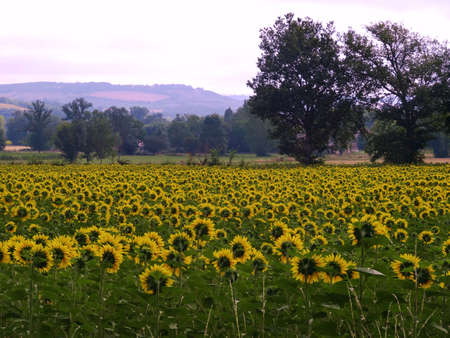 Field of sunflowersの写真素材
