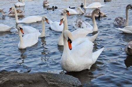 Beautiful swans and ducks on the Vltava river in Prague. Photo taken at the end of a day.の写真素材
