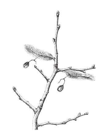 Hand drawn branch  ink and pen   Tila cordata の写真素材