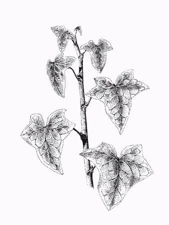 Sketch - Hand drawn branch with leaves  ink and pen   Hedera helix の写真素材