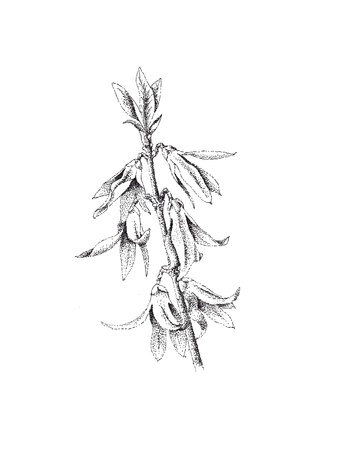 Sketch - Hand drawn branch with leaves  ink and pen    Forsythiaの写真素材