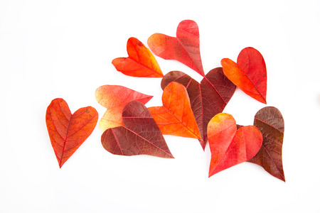 Heart shaped leaves backgroundの写真素材