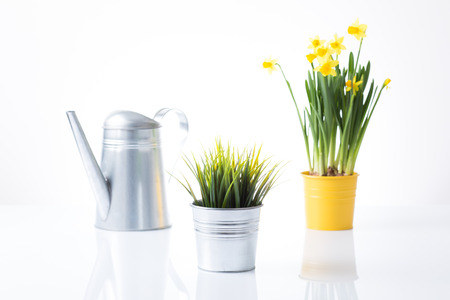 Daffodils in potの写真素材