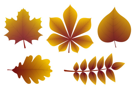 Collection of different types of leaves. Vector.のイラスト素材