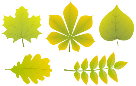 Collection of different types of leaves. Vector.のイラスト素材