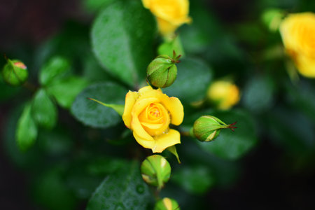 Yellow rose bush with small blossoms and buds. Yellow flower blooming.の写真素材