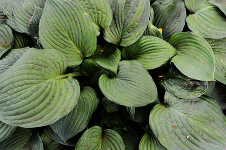 Green shiny leaves background. Plant leaves closeup. Floral pattern of plant leaves.