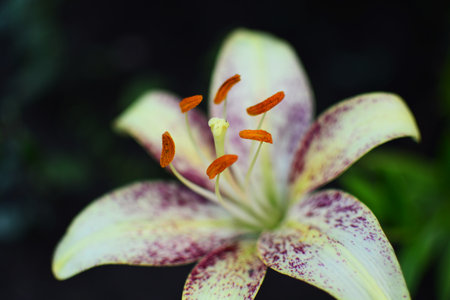 Purple white lily flower blossom stamen and pistil close up in the green background.
