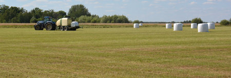 Tractor making wrapped hay bales in a meadow. A field full of hay bales wrapped in white plastic. A...