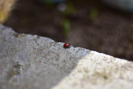 Small ladybird lady bug, lady beetle walking on concrete.の写真素材