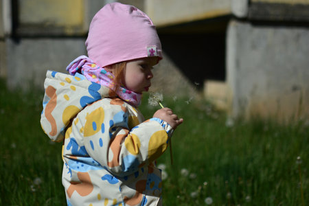 Baby girl is blowing dry sow thistle seeds blow ball in a back yard on grass in spring. Toddler girl...