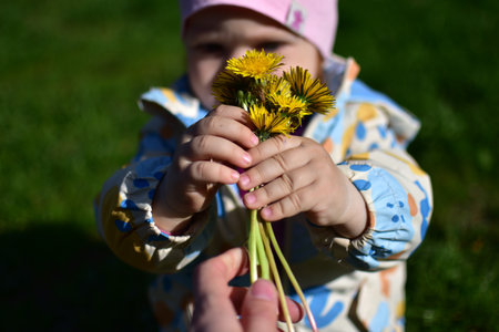 Toddler girl giving to mom dandelion flower bouquet outside in summer day during mothers day. Little daughter gives wild flowers gift for mommy concept.の写真素材