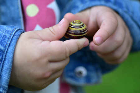 Close-up of toddler hands holding a small snail shell. A candid, tender moment highlighting childhood curiosity, play, and fine motor development.の写真素材