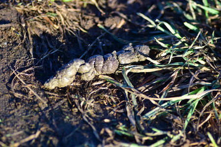 Close-up of animal droppings on soil and grass, wildlife trace in natural environment. Educational image showing animal presence, tracking signs, ecology, and nature observation.の写真素材