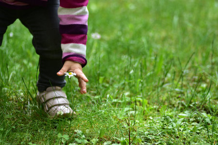 Close-up of toddler's hand gently picking a white daisy flower on green grass. Child in striped...