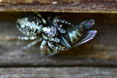 Close-up macro of a jumping spider Salticidae capturing a housefly on a wooden surface. Detailed view of predation moment in nature, showing sharp textures, natural behavior, and dramatic scene.の写真素材