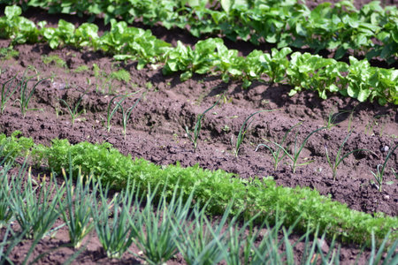 Vegetables growing in garden bed outside in village. Vegetable garden planted in the style of...
