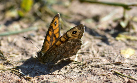 Brown butterfly resting on the sunlit ground. Its wings gently open, soaking up warmth on a bright sunny day. Close-up nature scene capturing calm and beauty in a natural habitat.の写真素材