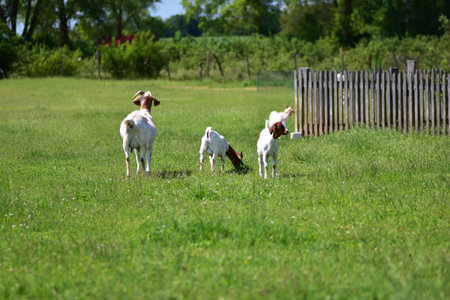 Four goats grazing in a green meadow on a sunny day. Peaceful rural scene with natural light,...