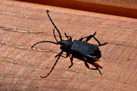 Close-up of a black longhorn beetle on textured tree bark. Macro insect photography showcasing natural wildlife details and rough wooden surface in daylight.の写真素材
