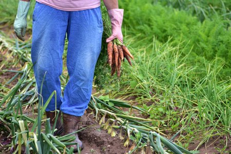 Farmer in blue pants and gloves holds freshly harvested carrots in green vegetable garden with onions. Rural agriculture and organic food growing.の写真素材