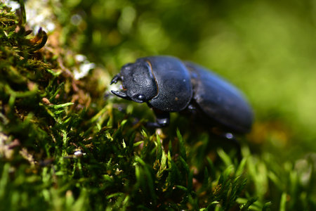 Close-up macro of a black beetle crawling on bright green moss in natural forest environment. Detailed insect photography showing body texture and natural habitat.の写真素材