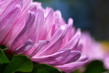 Close-up macro shot of pink chrysanthemum (Chrysanthemum morifolium) petals with soft natural light, creating a delicate floral background for nature, beauty, and botanical concepts.の写真素材