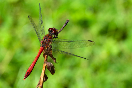 Macro shot of red dragonfly (Sympetrum sanguineum) perched on dry plant stem with blurred green background, symbolizing summer, freedom, lightness, and the beauty of flying insects.の写真素材