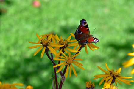 European Peacock butterfly (Aglais io) spreading colorful wings on bright yellow flowers, captured in vibrant macro detail for themes of nature, beauty, and ecology.の写真素材