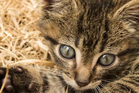 BOYACA COLOMBIA- Face of a puppy catの写真素材
