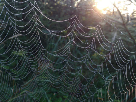 The spider web beside the Rising Sunの写真素材