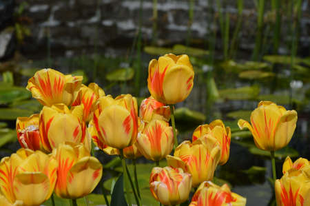 Detail photo of tulips near the lakeの写真素材