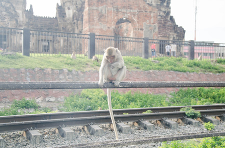 Monkey.Monkey in Lopburi of Thailand.の写真素材