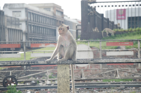 Monkey.Monkey in Lopburi of Thailand.