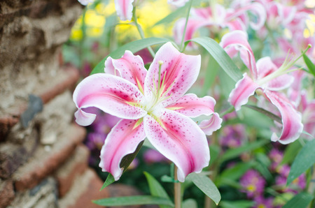 beauty pink lilly.lilly flower.の写真素材