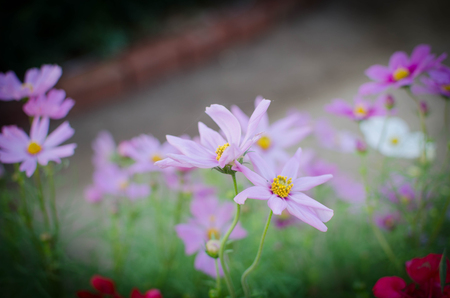Cosmos flowers blooming in the gardenの写真素材