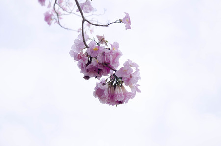 Pantip pink flowers.pink flower  bloom on the tree.tabebuya flower.の写真素材
