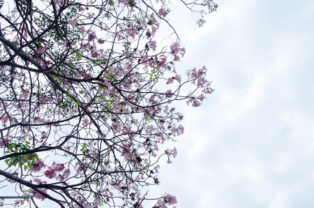 Pantip pink flowers.pink flower  bloom on the tree.tabebuya flower.