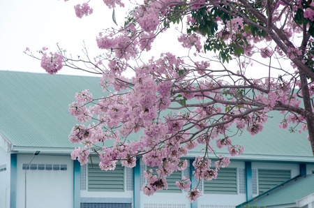 Pantip pink flowers.pink flower  bloom on the tree.tabebuya flower.の写真素材