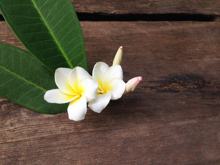Plumeria flower on wood floors.tropical flowers.space for design or your products.の写真素材