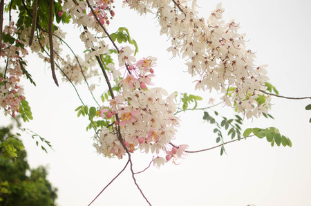 Kalapapruek or Cassia bakeriana,thai flowers.の写真素材
