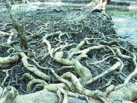 doodle tree root.View of the Amazing Tree Roots in the Mangrove Forest,Trat Province,Thailand