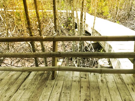 TRAT, THAILAND - APRIL 21 2017 ; view of  the Mangrove Forest. APRIL 21 2017 Trat Province,Thailandのeditorial素材