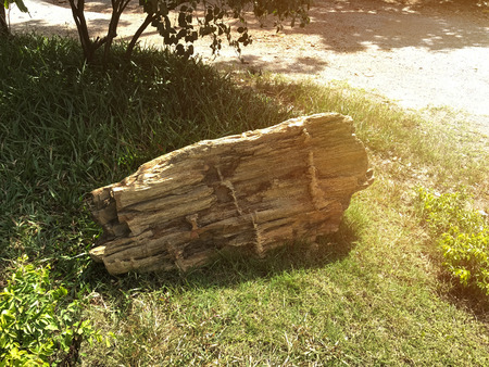 wood become stone.Natural biological activity for a long time at Tak,Thailandの写真素材