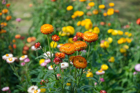 straw flower. Colorful flower in Thailand.