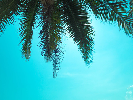 coconut  tree background with blue sky.の写真素材